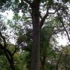 Ficus Glomerata (Atthi tree) in Courtallam Near Tenkasi