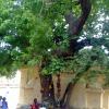 A temple tree was found on the back side of Tanjore Temple