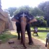 Sivan temple Elephant, Thanjavur