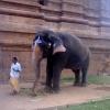 Lord Shiva temple elephant in Thanjavur