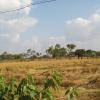 Rice Harvest in Tanjore