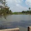 Pond in Thanjavur