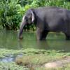 Eelephant in Thirparappu