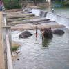 Elephants Taking Bath in Thiruparappu