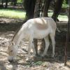Koveri donkey eats food at Trivandrum zoo