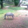 A Zebra in Trivandrum Zoo