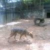 A Fox in Trivandrum Zoo