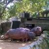 Pig at Trivandrum Zoo in Kerala