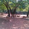 Deers at Zoo in Thiruvananthapuram