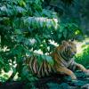 Trivandrum - Zoo