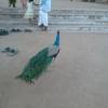 A peacock in raman ashram - Thiruvannamlai