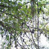 Thoothukudi flying bats sanctuary