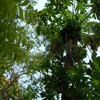 Thoothukudi Pappaya tree view