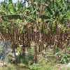 A view of Korkai Banana trees at Tuticorin district