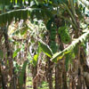A view of Banana trees at Korkai in Tuticorin district