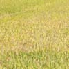 A grass area at Tuticorin district