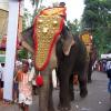 Thrissur Pooram - Elephant Festival