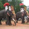 Elephant Festival at Thrissur