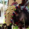 Elephant Decorated for Thrissur Pooram, Kerala