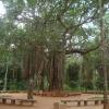 Banyan tree, Tirupati