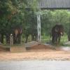 Elephants eating grass