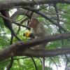 monkey mango eating in tirupathi
