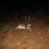 Deer at Night, Tirumala Steps Route