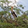 Koonthan Kulam Paint Stork Bird near Tirunelveli