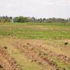Koonthankulam Cultivation in Tirunelveli Dist