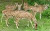 Deers at Venkateshwara Sanctuary