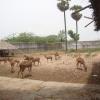 Deers at Zoo in Tirupati