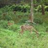 Deers seen near Udayagiri Fort