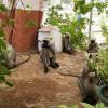 Monkeys in Ujjain