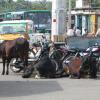Cows Relaxing near Vandavasi Bus Stand