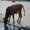 Calf Drinking Water near Vandavasi Bus Stand