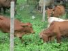 Cows Fight, Vandavasi, Kancheepuram Dist