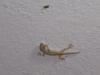 Lizard Eagerly Waiting to Eat the bug, Vandavasi