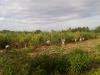 Sugarcane Harvesting