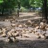 Deers Taking Rest at Zoo in Kerala