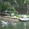 Swans Swimming in Zoo, Thiruvananthapuram