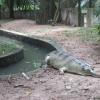 Crocodile at zoo in Thiruvananthapuram