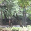 A Elephant in Thiruvananthapuram Zoo
