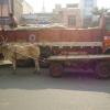 Bullock Cart Waiting to Carry Loads From a Truck, Vellore