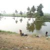 View of Natural Beauty with Ponds and Trees, Vellore