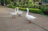 Ducks inside Vijayawada Park
