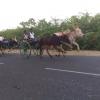 Bullock Cart Race