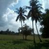 Coconut trees near Paddy fields, Vilupuram
