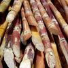 Sugarcane- Viluppuram