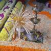Lighted deepam and Coconut flower bunch