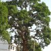 Tree serves as Resevoir of Honey at yelagiri